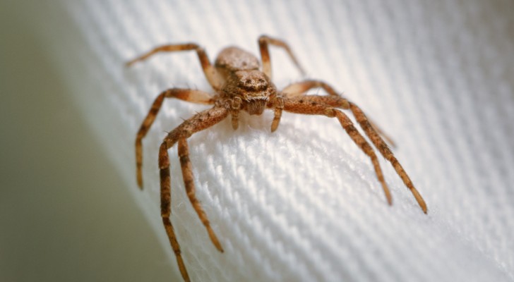 Arachnophobie: der Grund für die tiefe Angst vor Spinnen und Lösungen, um sie zu überwinden
