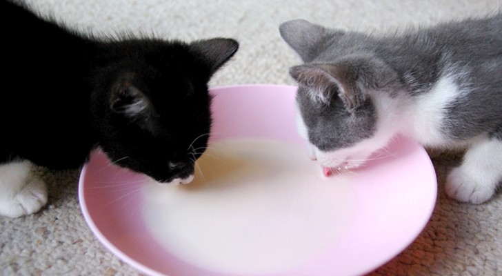 I gatti possono tranquillamente bere il latte? È arrivato il momento di scoprire la risposta esatta