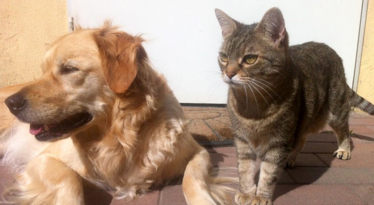 Cani o gatti: a quale animale rivolgono più attenzioni i proprietari? Lo rivela uno studio