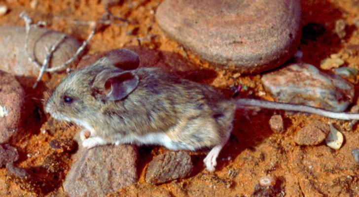 Incredibile scoperta: corpi di topi trovati sulle vette di montagne ad altitudini inospitali. Come sono arrivati lì?