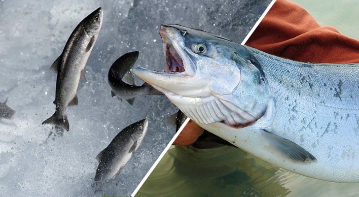 Des milliers de saumons d'élevage s'échappent en Islande : que se passe-t-il ?