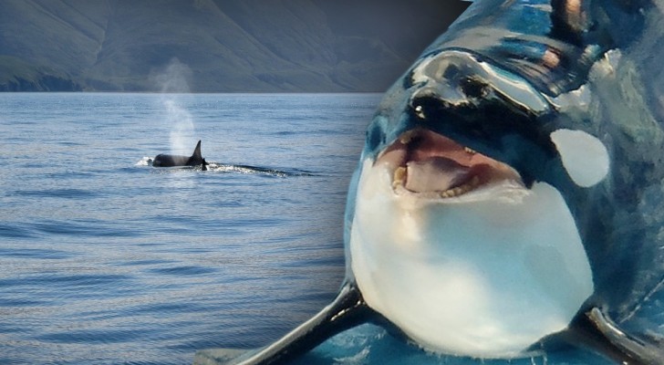 Lo spaventoso e inquietante cambiamento delle orche: hanno iniziato ad avere strani comportamenti
