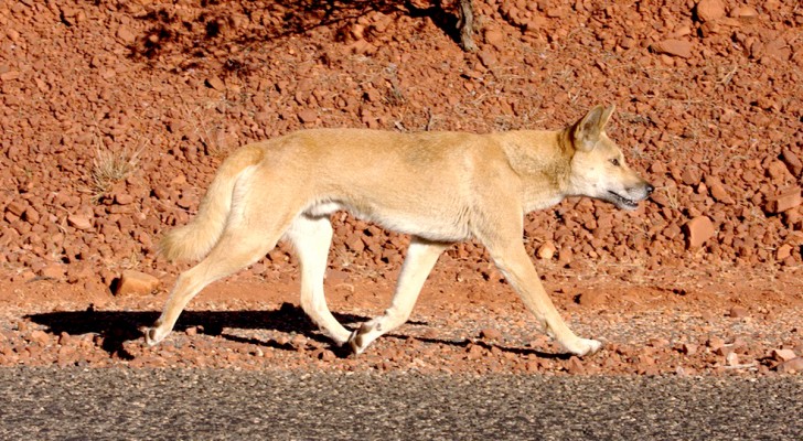 I dingo erano fedeli amici dell'uomo? La risposta arriva da un recente studio su questa specie animale