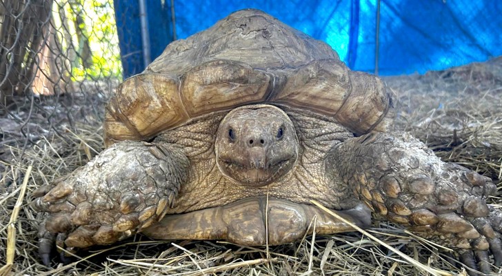 Schildpad ontsnapt uit huis: ze vinden haar ongeveer drie en een half jaar later op een paar kilometer van haar eigenaren