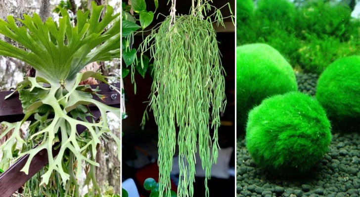 Seltene und ungewöhnliche Pflanzen: 12 unglaublich einfach zu ziehende Zimmerpflanzen