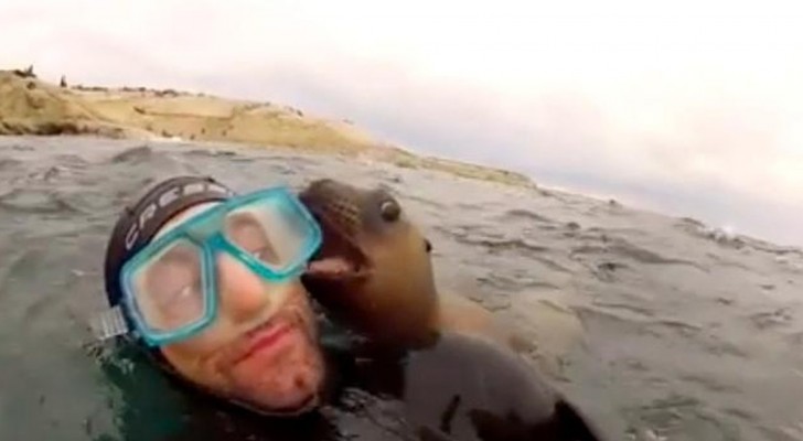 These divers receive a surprise visit from some baby seals: the video is ADORABLE