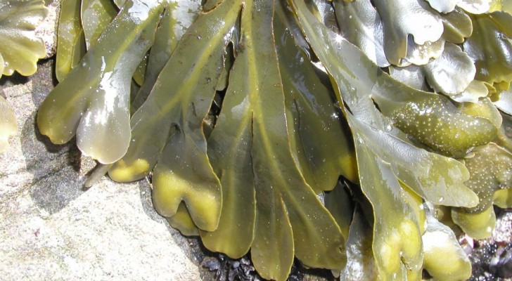 Perché non mangiamo più le alghe? Uno studio ha scoperto la risposta