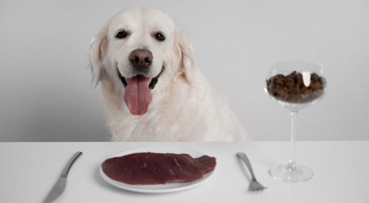 Perché il tuo cane non mangia? Scopri le cause del problema e come risolverlo