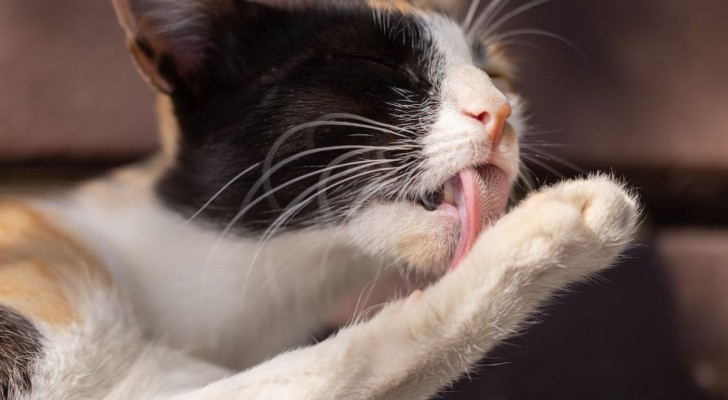 Perché la lingua dei gatti è così ruvida?