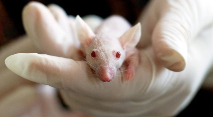 Menselijke voortplanting in de ruimte: een studie met muizen ontdekt of het mogelijk is