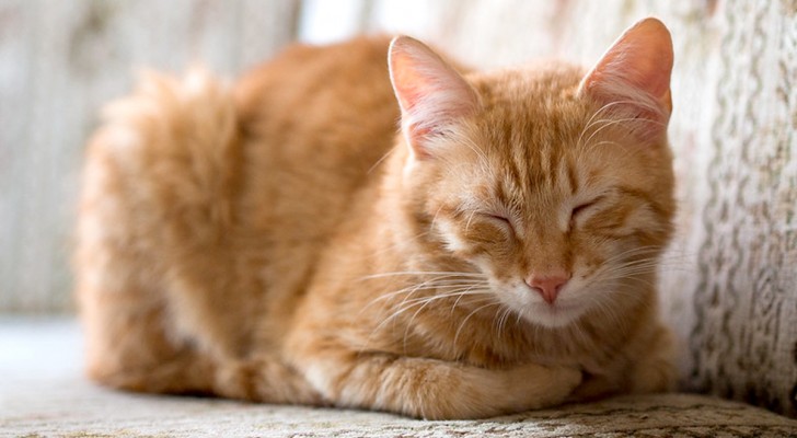 Quante ore dovrebbe dormire un gatto? È arrivato il momento di scoprirlo