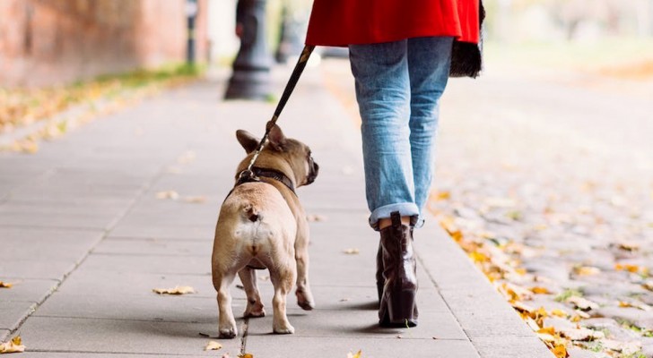 Meglio pettorina o collare per portare a spasso il proprio cane? Valutiamo le differenze