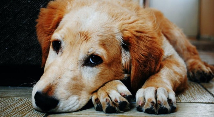 Cosa fare se il tuo cane ha la febbre: cause, sintomi e principali soluzioni