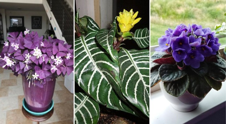 Colorate la vostra casa con queste 8 piante che fioriscono tutto l'anno