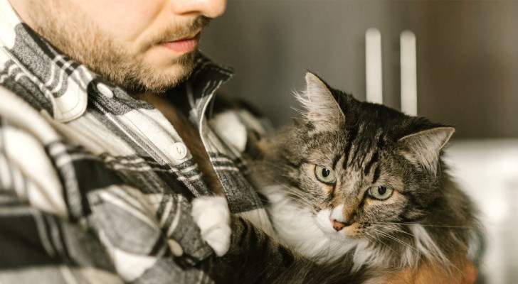 Le regole per una convivenza felice con il tuo gatto in appartamento