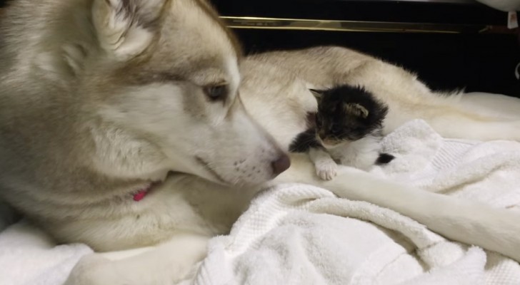 An orphaned kitten comes into a new house: here's what happens when they introduce it to the dog