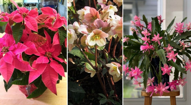 Godetevi la vivacità dei fiori con queste 7 piante d'appartamento a fioritura invernale