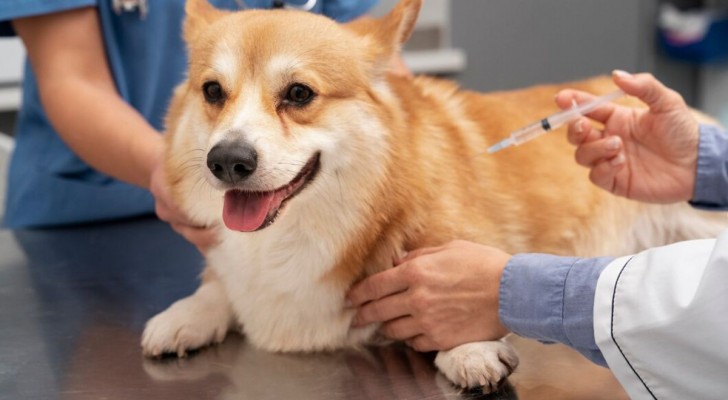 Gravidanza isterica nei cani: sintomi, cause e cosa fare