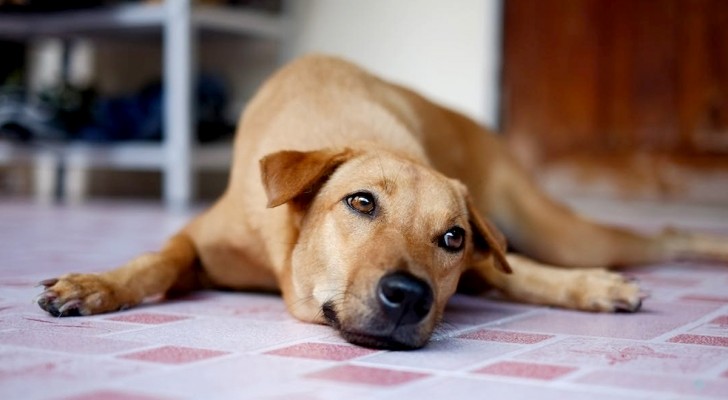 Importanza del primo soccorso per i cani: ecco cosa c'è da sapere