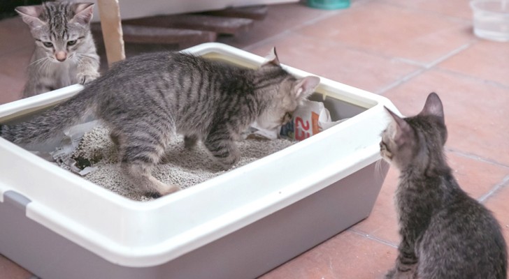 Come eliminare i cattivi odori dalla lettiera del tuo gatto