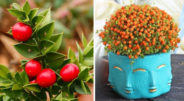 De 7 beste kerstplanten om te stekken