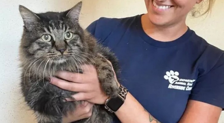 Gatto scomparso torna a casa dopo 12 anni: la storia di Butters