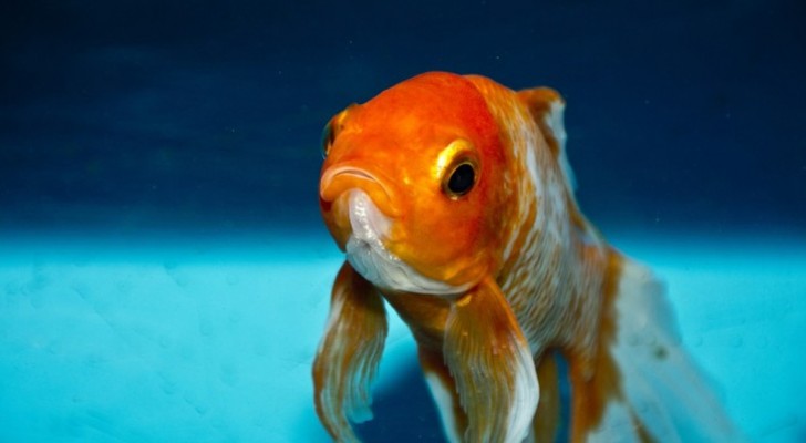 Perché il pesce rosso è diventato un animale "domestico"?