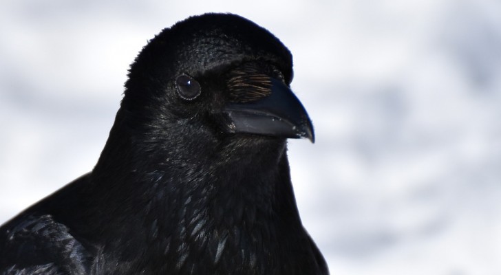 Perché i corvi sono così intelligenti (forse anche più delle scimmie)?
