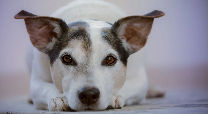 Anche i cani soffrono ansia e stress: quali sono le razze più sensibili?