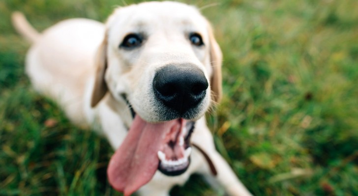 Il vostro cane ha un cattivo alito? Ecco alcune soluzioni per eliminare il problema