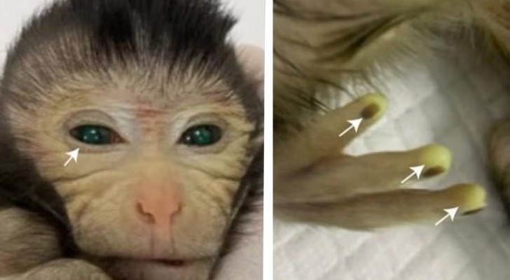 Polpastrelli fluorescenti e occhi verdi: creata in laboratorio la prima scimmia chimera in Cina