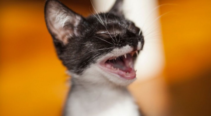 Perché i gatti sono attratti dalla candeggina ma detestano l’aceto?