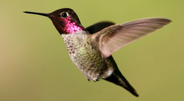 I colibrì possono volare attraverso fessure più piccole della loro apertura alare: finalmente sappiamo come fanno