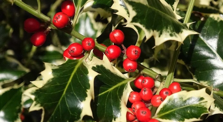 Hulst: de 7 mooiste en verrassendste soorten van de beroemdste kerstplant