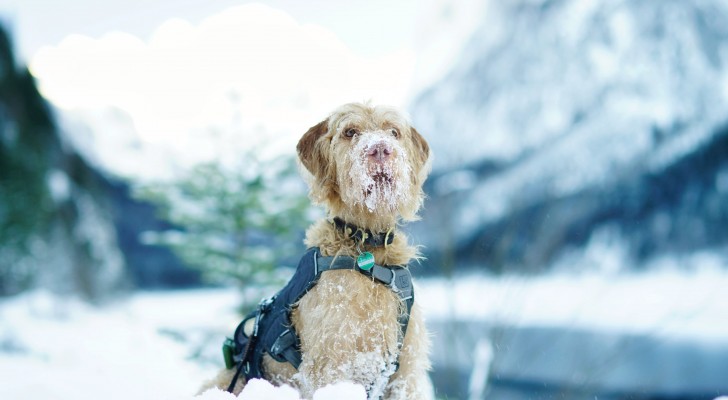 Che effetto ha l'arrivo dell'inverno sui nostri cani?