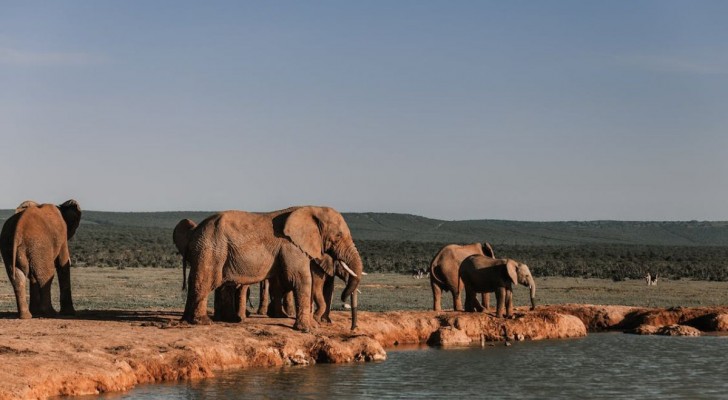 Gli elefanti si chiamano per nome e sono i primi a farlo, a parte noi: lo sostiene uno studio