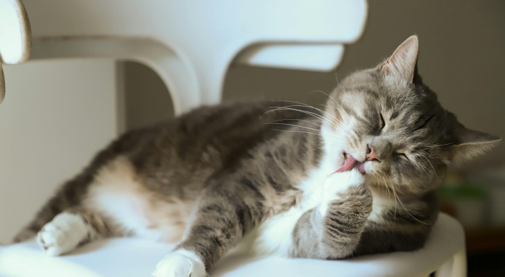 Come pulire le orecchie dei gatti senza farli infuriare?