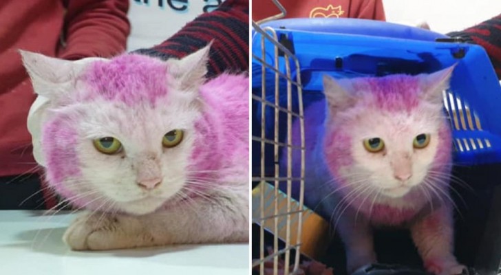 Trovata per strada una gatta incinta con il pelo tinto: i soccorritori sanno cosa significa quel colore