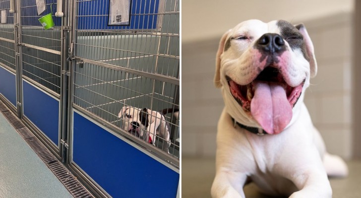 Dopo un evento, un cane rimane da solo nel rifugio: è l'unico che non è stato adottato