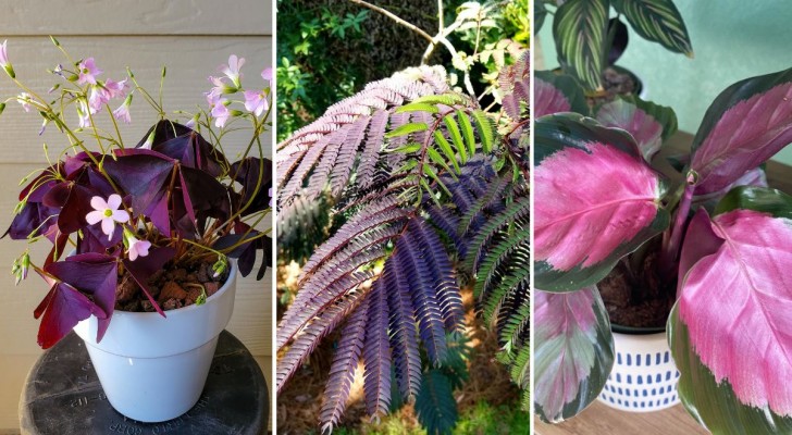 Con queste 12 maestose e fantastiche piante dalle foglia viola arrederete casa e giardino con gusto
