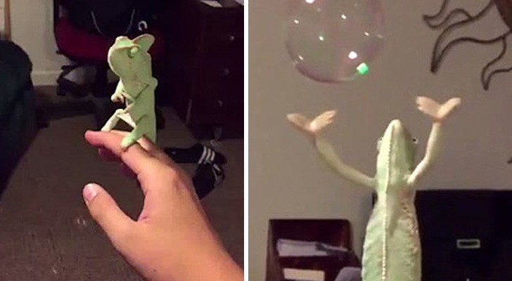 What this chameleon does with soap bubbles is a real show!