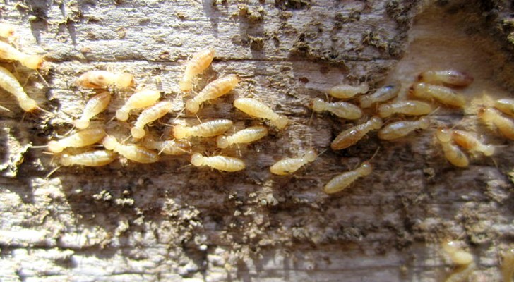 Come scongiurare l'arrivo delle termiti nella tua casa con 5 semplici rimedi naturali