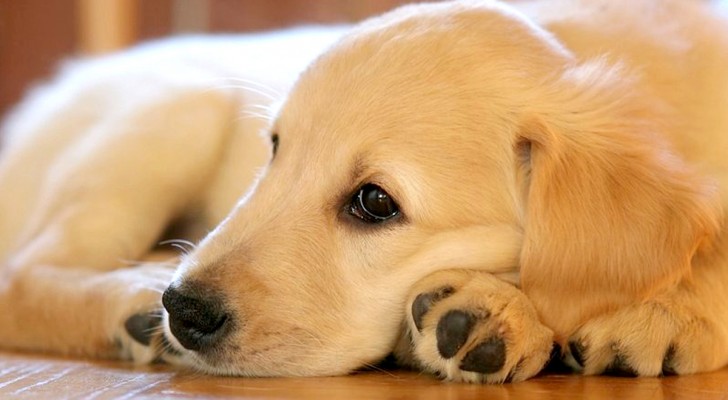 Perché i cani girano su se stessi prima di addormentarsi?