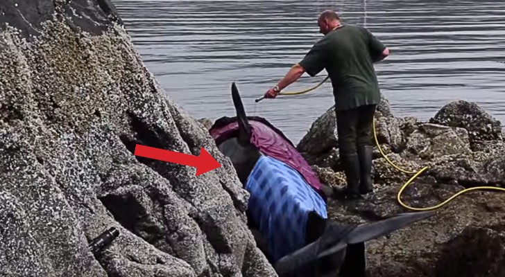 An Orca is trapped on the rocks, but these angels take care of her for 8 hours ... Wow!