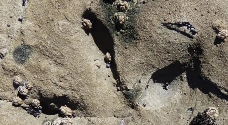 Er is een fossiele voetafdruk gevonden en het is meteen een record: het is het oudste spoor dat een vogel heeft achtergelaten