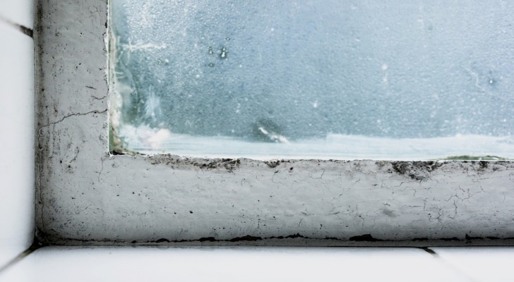 Let op: het verschijnen van zwarte schimmel op ramen neemt aanzienlijk toe in de winter