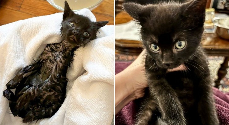 Volontari salvano un gattino indifeso di 5 settimane: era intorpidito dal freddo intenso