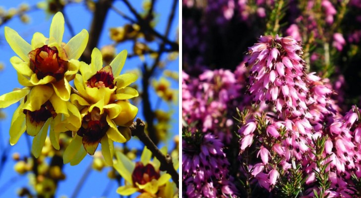 Se vuoi vedere fiori anche in inverno, concediti la bellezza di queste 5 piante in casa