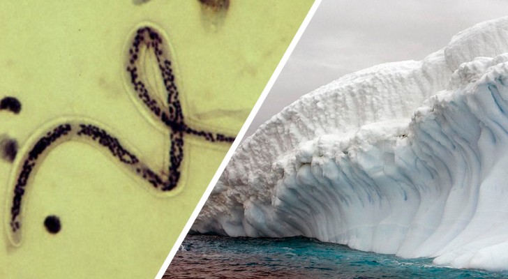 Coppia di vermi torna in vita dopo 46.000 anni nel ghiacciaio siberiano e inizia ad avere "figli"
