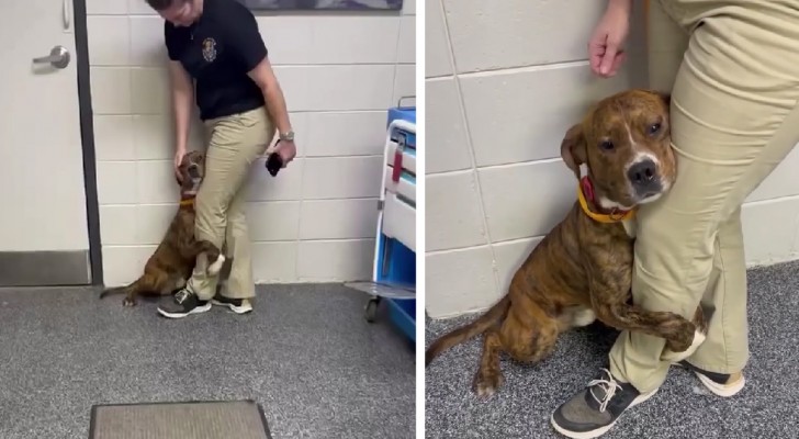 Cane terrorizzato non smette di abbracciare la gamba del volontario del rifugio: poi la notizia per cui tutti pregavano